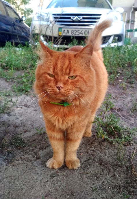 Real life Garfield I met today Garfield Cat Real, Garfield Cat, Popsugar Beauty, Beauty Natural, Holistic Beauty, Feline Animals, Pets Funny, Secret Obsession, Beauty Life