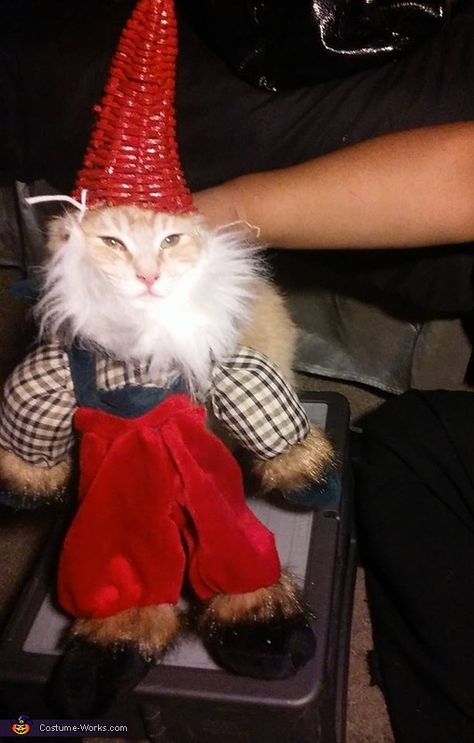 Gnome Costume - Halloween Costume Contest Cat Gnomes, Gnome Cat, Cornucopia Basket, Gnome Costume, Cats Images, Easy Diy Costumes, Costume Works, Pet Halloween Costumes, Cat Costume