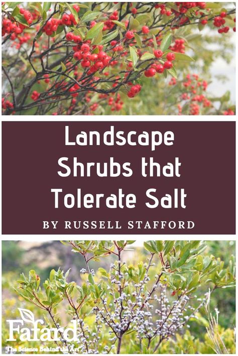 Salt Tolerant Plants Coastal Gardens, Salt Tolerant Plants, Flowering Shrubs Full Sun, Landscape Shrubs, Landscaping Around Pool, Coastal Plants, Pool Plants, Ocean Salt, Pond Garden