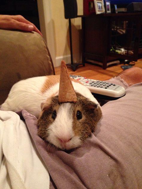 Hot pocket the unicorn Guinea pig! Genuia Pigs, Gunia Pig Cute, Unicorn Pig, Guinea Pigs Funny, Pig Cute, Small Creatures, Baby Guinea Pigs, Pig Pictures, Adorable Creatures