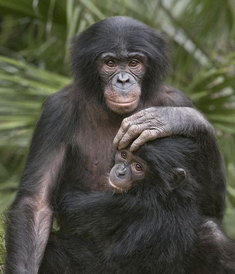 bonobo youngster | 14 Adorable Baby Animal Facts Types Of Monkeys, Habitat Destruction, Mandrill, Mother Love, Great Ape, San Diego Zoo, Monkey Business, Endangered Animals, Baboon