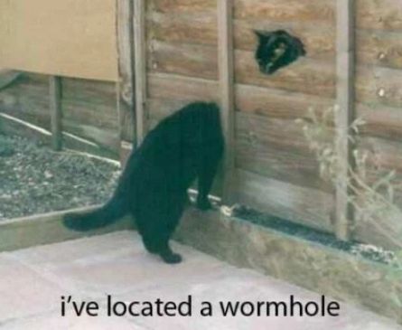 #Cat #Wormhole A Black Cat, Grumpy Cat, Funny Animal Pictures, Crazy Cat Lady, Animal Memes, Bones Funny, Crazy Cats, Funny Cute, Cat Memes