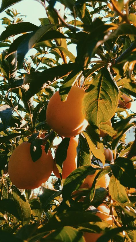 Orange Tree Aesthetic, Orange Tree Wallpaper, Picking Oranges, Apricot Wallpaper, Dry Fruits Benefits, Sapphic Books, Fruits Benefits, Orange Orchard, Apricot Trees