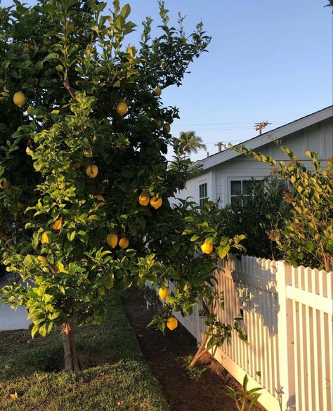 Lemon Tree Backyard, Spain Farmhouse, Lemon Tree Aesthetic, Vegas Aesthetic, Dream Location, Lemon Trees, Lemon Eucalyptus, Veggie Patch, Eucalyptus Tree