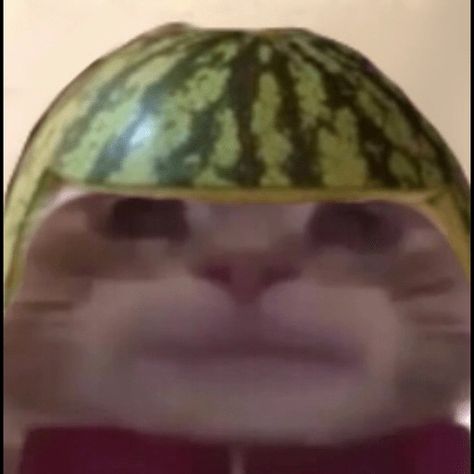 Watermelon Cat, Watermelon