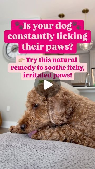 Mini Goldendoodle & Dog Mom Lifestyle on Instagram: "📌SAVE FOR LATER!  💗FOLLOW FOR MORE DOG MOM TIPS!💗  Soothe your dog’s itchy paws with this simple, all-natural soak!   Anti-bacterial, anti-fungal & anti-viral – perfect for relieving irritation and yeast infections.   Let me know if you try this out!  #naturalremedieswork #dogpaws #healthydog #dogtips #dogmomaf #petparent #dogparents #latinadogmom" Ear Remedies, Yorkie Cut, Itchy Dog Remedies, Dog Meds, Yorkie Cuts, Dog Vet, Dog Tear Stains, Meds For Dogs, Itchy Dog