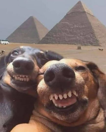 The Pyramids, Dogs, Funny