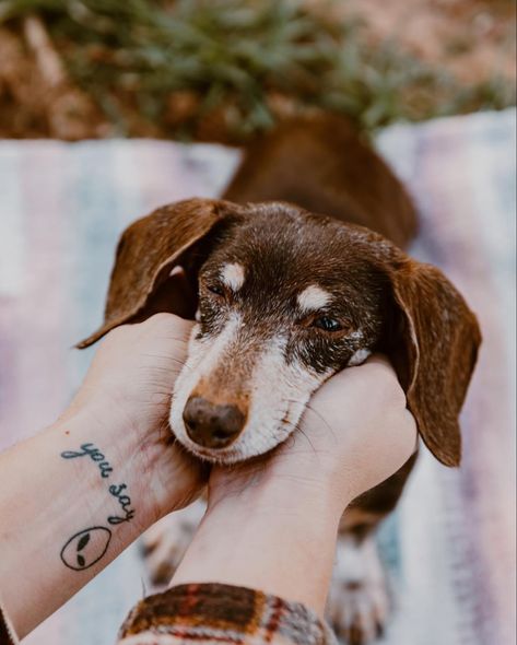 Old Dog Photoshoot Ideas, Photo Shoot With Old Dog, Celebration Of Life Pet Photography, Dog And Owner Photoshoot Picture Ideas, Small Dog And Owner Photography, Photoshoot With Small Dog, Old Dog Photoshoot, Small Dog Photoshoot Ideas With Owner, Dog And Human Photography