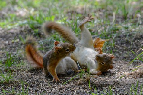 American Red Squirrel from Lake of Bays, Lake of Bays, ON, CA on August 13, 2020 at 02:53 PM by Christine Andrews American Red Squirrel, Christine Andrew, Red Squirrel, Little Critter, Rodents, Squirrels, Chipmunks, Mammals, Nuts