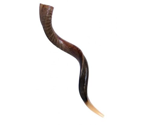 Shofar Horn For Sale | Sound The Alarm With Shofars | Royal Girlz Ministry Shofar Horn, Burnt Offerings, The Word Of God, Trumpets, Word Of God, Horn, Sound, For Sale