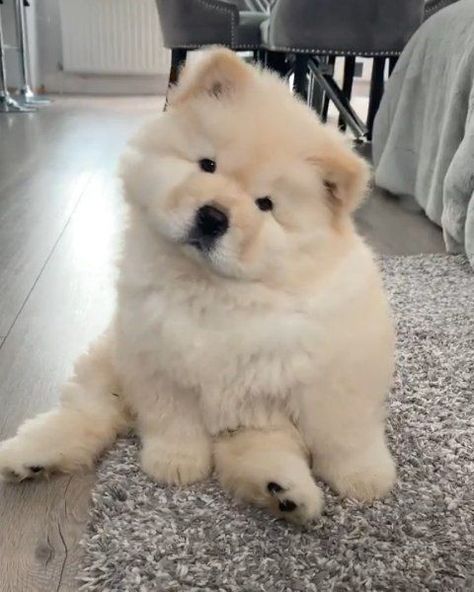 Chow Chow Dogs, Cute Animals Puppies, Cute Little Puppies, Fluffy Dogs, Fluffy Animals, Cute Dogs And Puppies, Baby Dogs, Cute Little Animals