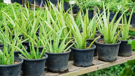 How Do I Harvest Aloe Vera Gel? Covering Grey Roots, Makeup Jobs, Sparse Eyebrows, Aloe Vera Skin Care, Homemade Deodorant, Grey Roots, Concealer Palette, Aloe Vera Plant, How To Apply Lipstick