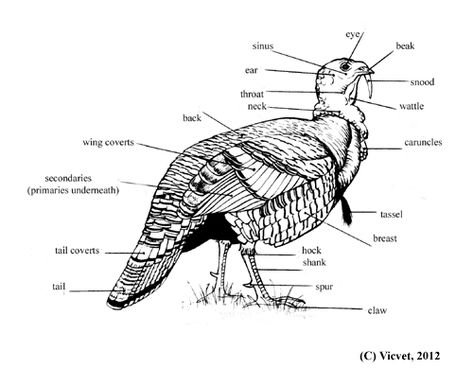 Turkey external anatomy Turkey Anatomy, Turkey Drawings, Chicken Anatomy, Book Turkey, Bird Anatomy, Turkey Facts, Turkey Head, Turkey Drawing, Happy Bird Day