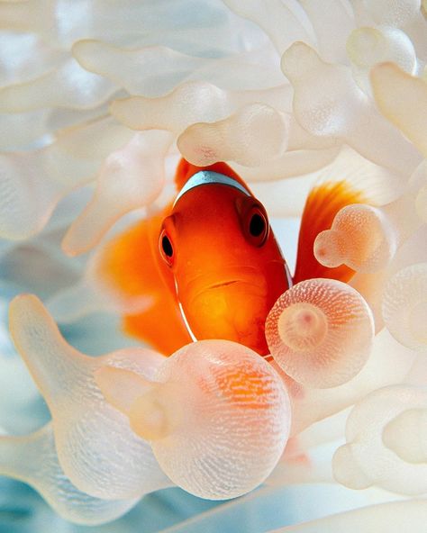 Underwater Wallpaper, Beautiful Sea Creatures, Clownfish, Fish Wallpaper, Underwater Photos, Clown Fish, New Guinea, Beautiful Ocean, Ocean Creatures