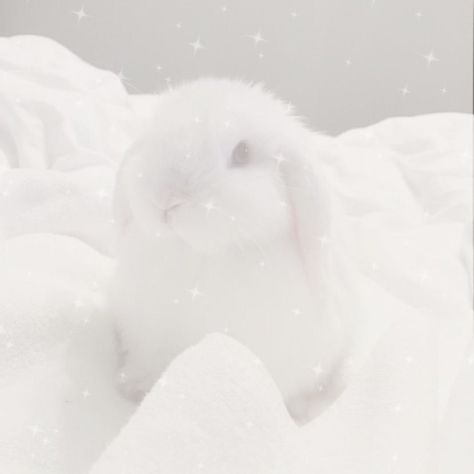 Coquette Images, Angel Bunny, Angelcore Aesthetic, Snow Bunnies, White Bunny, Baby Co, Pastel Pink Aesthetic, Cute Animals Images, Black And White Aesthetic