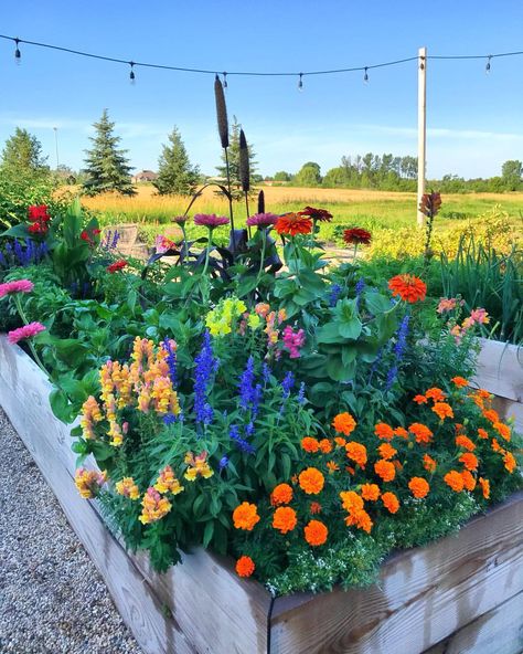 Raised Garden Flower Beds, Pollinator Garden Bed, Wild Flower Raised Bed, Cute Flower Bed Ideas, Raised Flower Bed Planting Ideas, Raised Wildflower Beds, Spring Flower Bed Ideas, Wild Flower Pots, Raised Garden Bed Inspiration