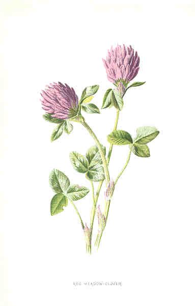 Red Meadow-clover, late 1800s, English chromolithograph botanical print by Frederick Hulme Clover Painting, Botanical Illustration Vintage, Dota 2, Botanical Drawings, Wedding Art, Vintage Botanical, Botanical Illustration, Botanical Art, 그림 그리기