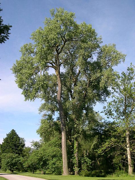 Cottonwood tree Fastest Growing Trees, Cottonwood Tree, Growing Trees, Tree Identification, Fast Growing Trees, Tree Seeds, Unique Trees, Yellow Leaves, Photo Tree