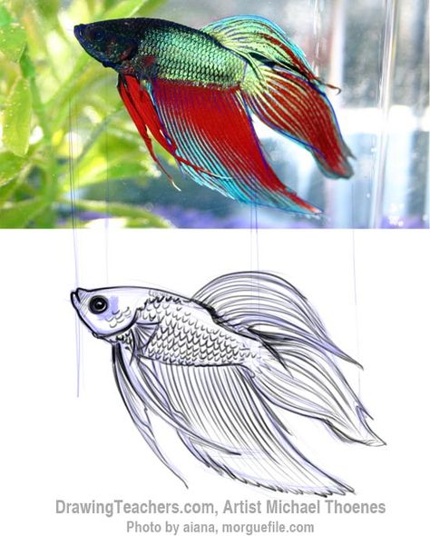 How to Draw a Siamese Fighting Fish Beta Fish Drawing Simple, Betta Fish Drawing, Beta Fish Drawing, Betta Fish Tattoo, Ikan Laga, Betta Fish Aquarium, Fish Tank Ideas, Fish Types, Fish Sketch