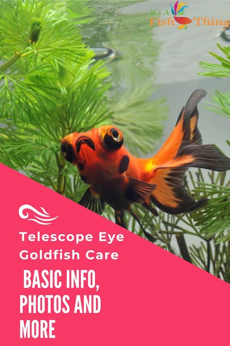 telescope eye goldfish swimming Bubble Eyed Goldfish, Telescope Eye Goldfish, Telescope Goldfish, Goldfish Species, Goldfish Care, Fancy Goldfish Aquarium, Veiltail Goldfish, Goldfish Tank, Bulging Eyes