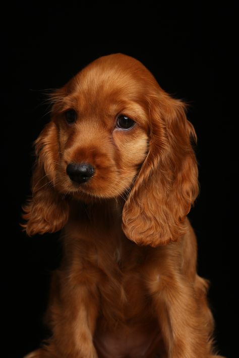 Red Cocker Spaniel Puppies, Baby Cocker Spaniel Puppies, Cocaspanial Dog, Coco Spaniel, Red Cocker Spaniel, Bird Dog Training, Irish Setter Dogs, Reactive Dog, Funny Tumblr