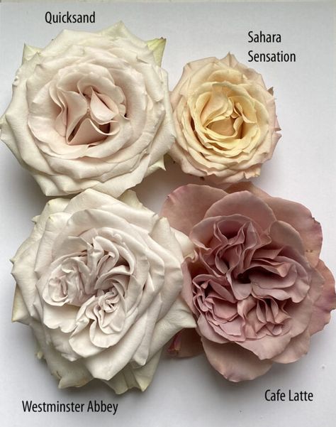 Quicksand Roses Bouquet, Sahara Sensation Rose, Sahara Rose Bouquet, Quicksand Rose Bouquet, Dusty Pink Wedding Flowers, Rose Flower Drawing, Quicksand Rose, Lake Flowers, Sahara Rose