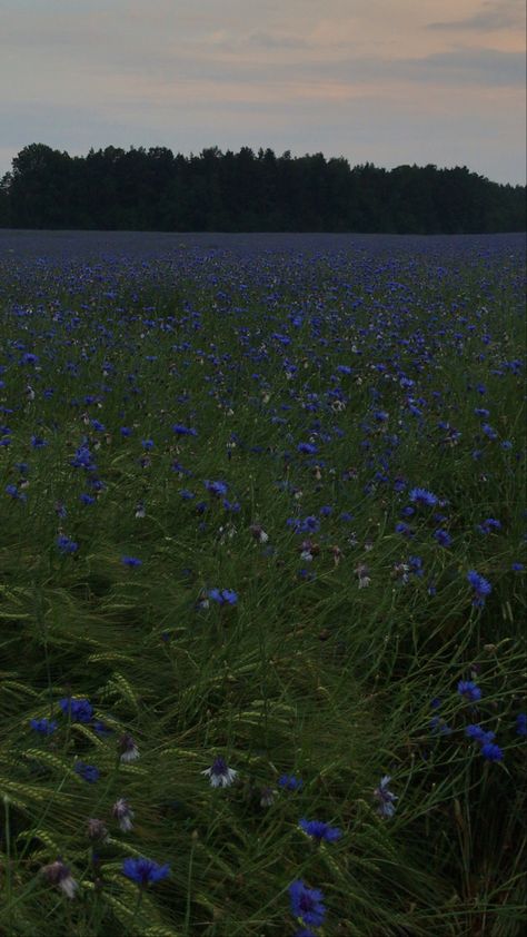 Rain In Summer Aesthetic, Dark Blue Summer Aesthetic, Blue Flower Field Aesthetic, Blue Aesthetic Movie, Forest Summer Aesthetic, Dark Green And Blue Aesthetic, Dark Flower Field, Bluish Green Aesthetic, Dark Blue Flowers Aesthetic