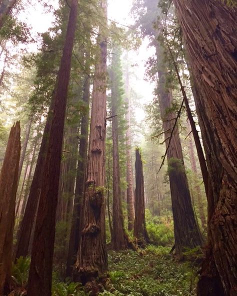 More rain in the redwoods, makes for happy trees! One good thing for visitors, the redwoods provide some protection from all this rain💦.… Redwood Highway, Redwood National Park, The Redwoods, Redwood Tree, National Park California, Pacific Coast Highway, California Love, Pacific Coast, Fun To Be One