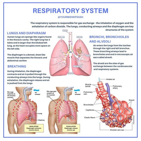 The Human Breathing System, Respiratory System Disorders, Function Of Respiratory System, Respiratory System Physiology, Ems Notes, Pulmonary System, Respiratory System Function, Medical Interpreter, Respiratory System Anatomy