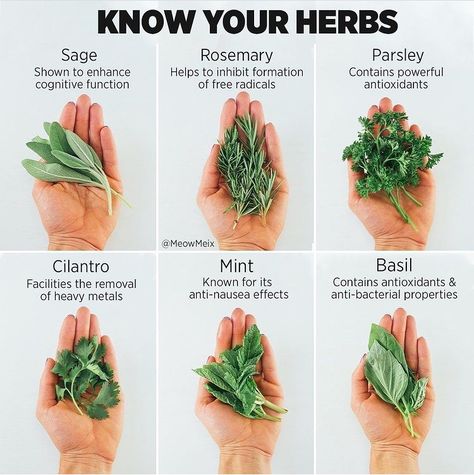 Healthy Herbs, Natural Healing Remedies, Healing Plants, Herbal Healing, Herbal Magic, Herbs For Health, Healing Herbs, Natural Health Remedies, Food Facts