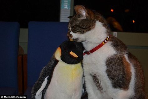 Mumbles makes friends with the air traffic control cat in the Falklands Air Traffic Control, The Penguin, Meow Meow, Silly Cats, British Army, Nativity Set, Cute Pins, Making Friends, White Painting