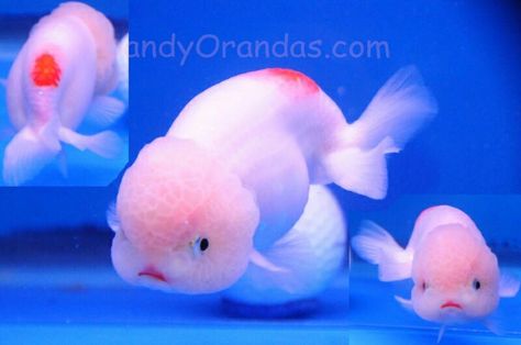 Cute face! Aesthetic Goldfish, Ranchu Fish, Lionhead Goldfish, Fish Aesthetic, Oranda Goldfish, Goldfish Aquarium, Pet Goldfish, Fancy Goldfish, Goldfish Tank