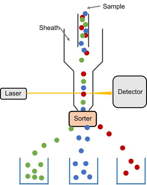 we provide one-stop services for plant flow cytometry analysis with high efficiency and guaranteed quality. Flow Cytometry, Map