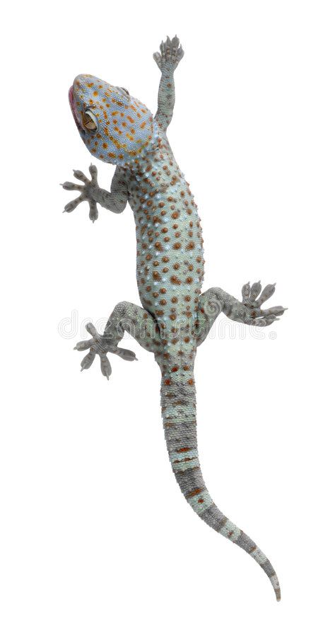 Gecko Cartoon, Cartoon Gecko, Gecko Drawing, Tokay Gecko, Desert Lizards, Gecko Tattoo, Lizard Tattoo, Funny Face Photo, Leopard Gecko