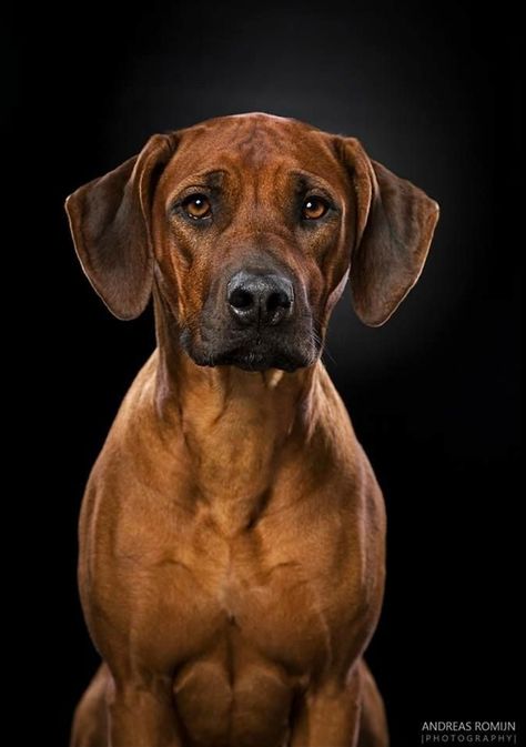 Dogs Portraits, Dog Photoshoot Pet Photography, Dog Types, Dog Anatomy, Dog Heaven, Dog Photoshoot, Lion Dog, Dog Rules, Rhodesian Ridgeback