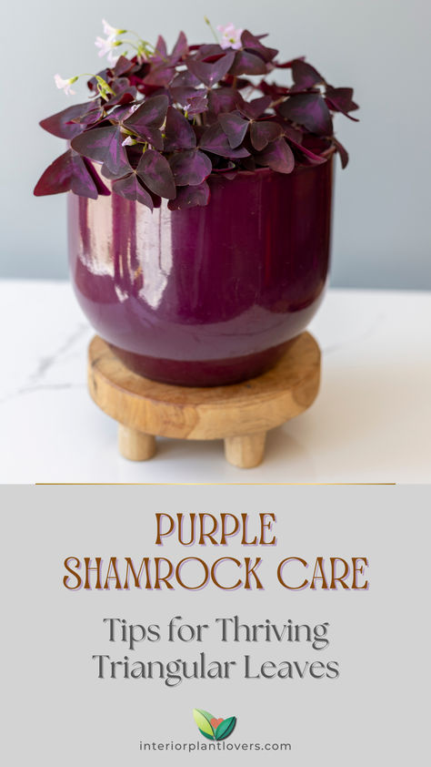 Close-up of a purple shamrock plant (Oxalis triangularis) in a glossy purple pot on a small wooden stand, showcasing its vibrant, triangular purple leaves. Purple Oxalis Plant, Oxalis Triangularis Care, Shamrock Plant Care, Purple Shamrock Plant, Suburban Homestead, Purple Heart Plant, Shamrock Plant, Purple Shamrock, Oxalis Triangularis