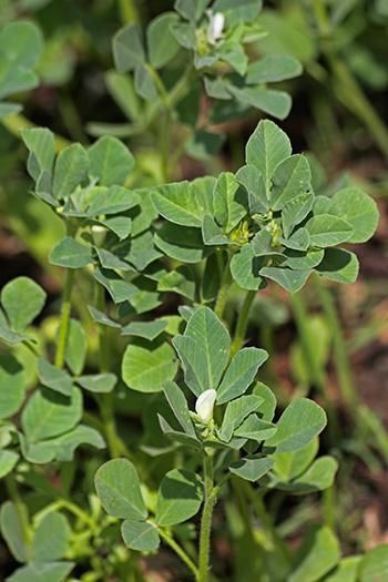 Fenugreek (Trigonella foenum-graecum) is a culinary herb belonging to the legume family Fabaceae. It is known as methi in India and is valued for its medicinal properties aside from its culinary importance. This spice has been around for centuries and proliferates in semi-arid regions. The fenugreek seeds and leaves are the popular parts of the plant used as ingredients. While safe for use in small amounts in foods, this herb can cause an adverse reaction in high dosages. There are many ways of Fenugreek Plant, Fenugreek Tea, Kitchen Gardens, Herbs Garden, Jazz Dress, Medicinal Herb, Fenugreek Leaves, Green Veggies, Culinary Herbs