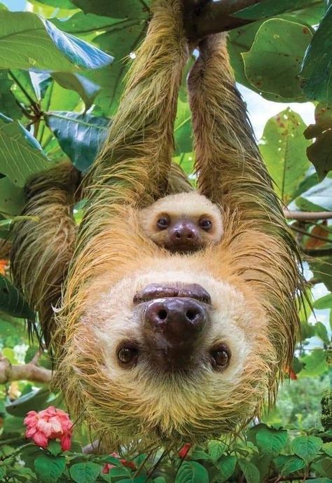 Pictures Worth More Than 1000 Words (25 images) Save Wildlife, Cute Sloth, Pretty Animals, Cute Animals Images, Cute Wild Animals, Cute Animal Photos, Cute Animal Pictures, Cute Creatures, Animals Images