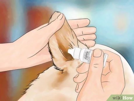 How to Treat Ear Mites & Remove Them from Bedding Ear Mites In Dogs Remedies, Itchy Dog Ears, Dog Ear Mites, Mites On Dogs, Itchy Dog, Ear Infections, Dog Ears, Rabbit Care, Black Seed Oil