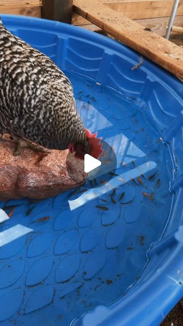 Hayley | Chicken treats✨ #chickens #backyardchickens #homestead | Instagram Chicken Ball Cage, Cheap Chicken Coop Ideas, Diy Chicken Perch Ideas, Duck And Chicken Coop Together, Chicken Coop Toys Ideas, Chicken Entertainment Ideas, Chicken Pool Ideas, Chicken Perch Ideas, Chicken Playground Ideas