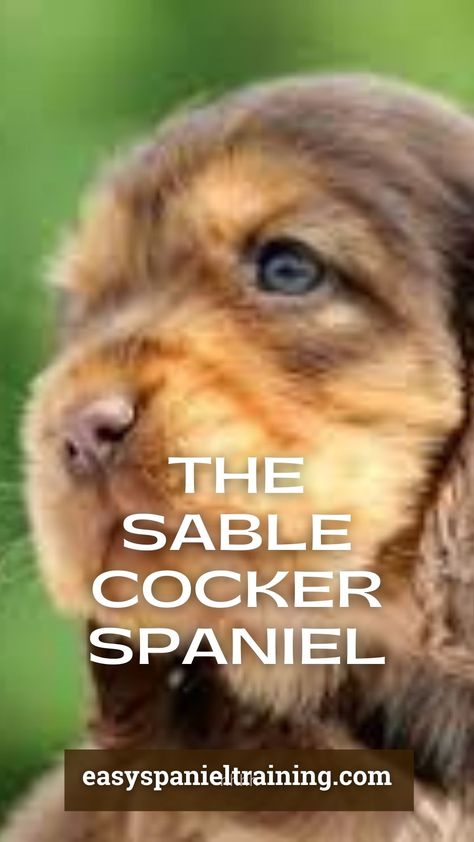 A picture of a Sable Cocker Spaniel Sable Cocker Spaniel, Orange Roan Cocker Spaniel, Cocker Spaniel Puppy, Cocker Spaniel Puppies, Spaniel Puppies, Cocker Spaniel, Spaniel, Blogging, Puppies