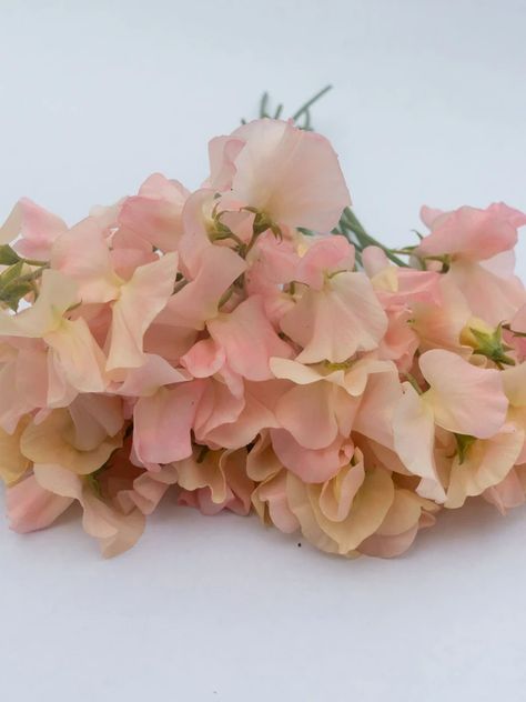 Sweet Pea Seeds | Lathyrus Odoratus – Sweet Pea Gardens Blush Sweet Pea, Peach Sweet Pea, Sweet Pea Meaning, Lathyrus Odoratus, Growing Sweet Peas, Sweet Pea Seeds, Sweet Pea Flowers, Grow Gorgeous, Spring Sunshine