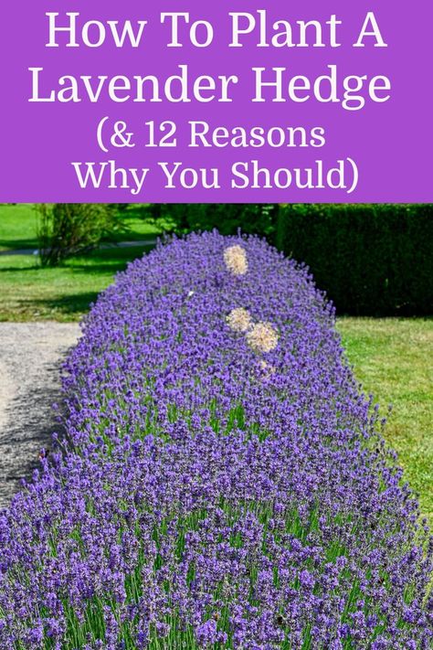 Backyard Lavender Ideas, How To Grow A Lavender Field, Lavender Planting Ideas Gardens, Lavender In Front Yard, Front Lawn Hedge Ideas, Hostas And Lavender Landscaping, Lavender In Landscaping Front Yards, Landscaping Front Yard Lavendar, Lavender Plant Front Yard