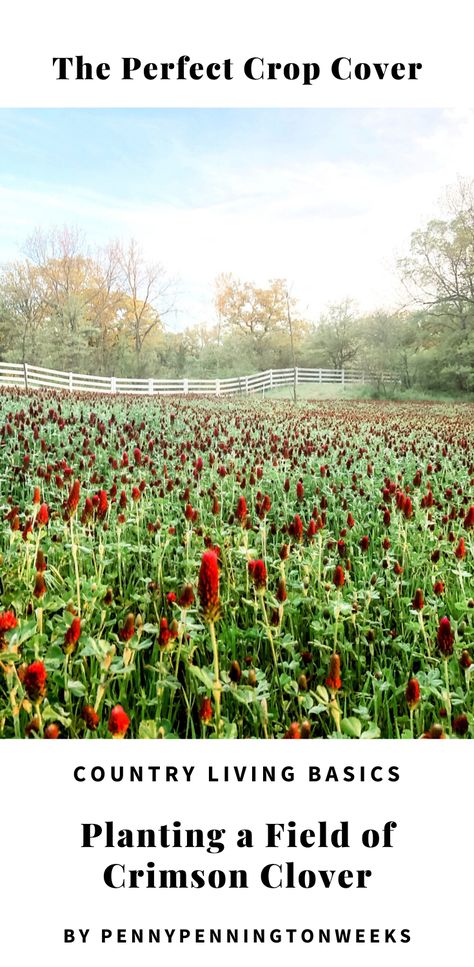 Planting a field of crimson clover. Red Clover Field, Red Clover Plant, Red Clover Cover Crop, Clover Cover Crop, Crimson Clover Uses, Red Clover Lawn, Crimson Clover Benefits, Clover Yard, Homestead Landscape