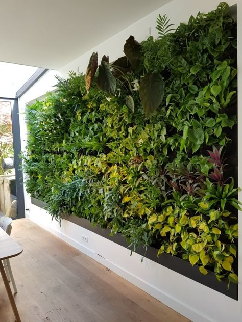 This green wall of 10 m2 in a living room of a house. #verticalgardens #greenwalls #livingwalls Fake Green Wall Living Room, Living Wall Patio, Indoor Living Plant Wall, Green Wall Outside, Green Wall Living Room Plants, Green Foliage Wall, Green Wall Inspiration, Plant Wall Interior, Living Wall Living Room