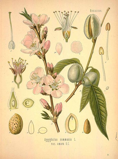 Almond tree botanical illustration (Prunus amygdalus) Almond Tree, Illustration Botanique, Almond Blossom, Botanical Poster, Scientific Illustration, Botanical Drawings, Band Posters, Vintage Art Prints, Vintage Botanical