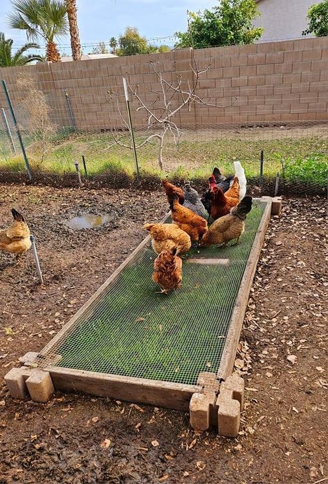 Cute Chicken Coops, Chicken Coop Garden, Backyard Chicken Coop Plans, Unique Recipe, Diy Chicken Coop Plans, Chicken Coop Run, Backyard Chicken Farming, Chicken Life, Raising Backyard Chickens