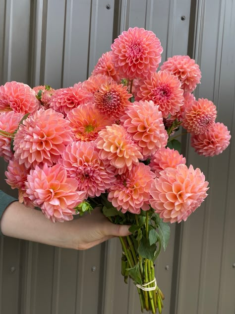 Delilah Flower, George Cooper, Dahlia Flower Garden, Flower Boquet, Back Garden Design, Flower Farmer, Flower Shower, Flower Therapy, Beautiful Bouquet Of Flowers