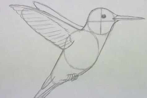 Drawing A Hummingbird, Hummingbird Sketch Simple, How To Draw Hummingbird, Hummingbird Drawing Simple Step By Step, Hummingbird Drawing Easy, How To Draw A Hummingbird, Hummingbird Painting Acrylic Easy, Humming Bird Drawing Easy, Hummingbird Drawing Sketches