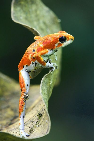 Strawberry Poison Dart Frog, Poison Frog, Amazing Frog, Poison Dart, Frog Pictures, Dart Frog, Funny Frogs, Frog And Toad, Colorful Animals